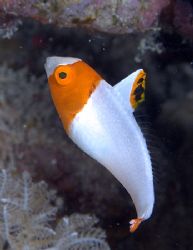 Juvenile bicolor parrotfish, first for me to see this, ta... by Nikki Van Veelen 